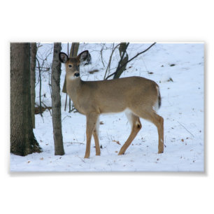Deer in Woodlot During Winter Photo Print