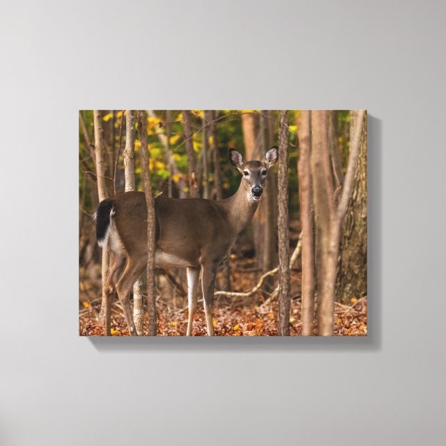 Deer in Woods  Canvas Print (Front)