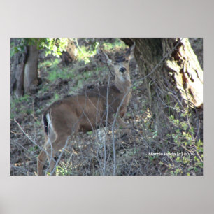 Deer in Woods Poster