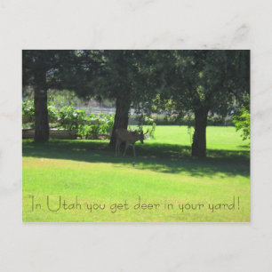 Deer in your yard! postcard