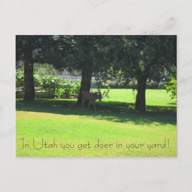 Deer in your yard! postcard (Front)