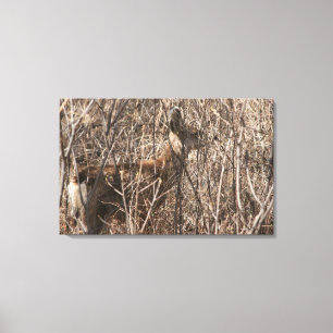 Deer Looking Canvas Print