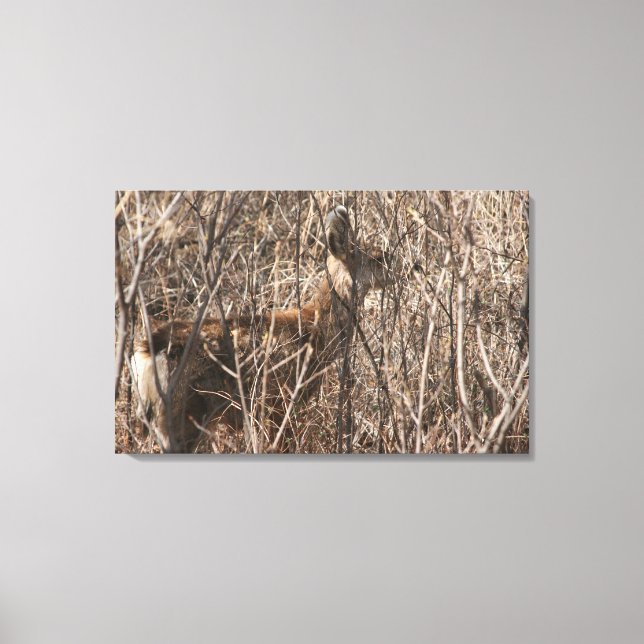 Deer Looking Canvas Print (Front)