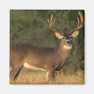 deer magnet