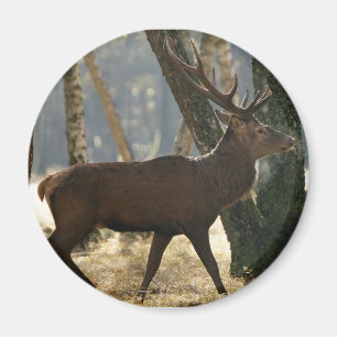 deer magnet