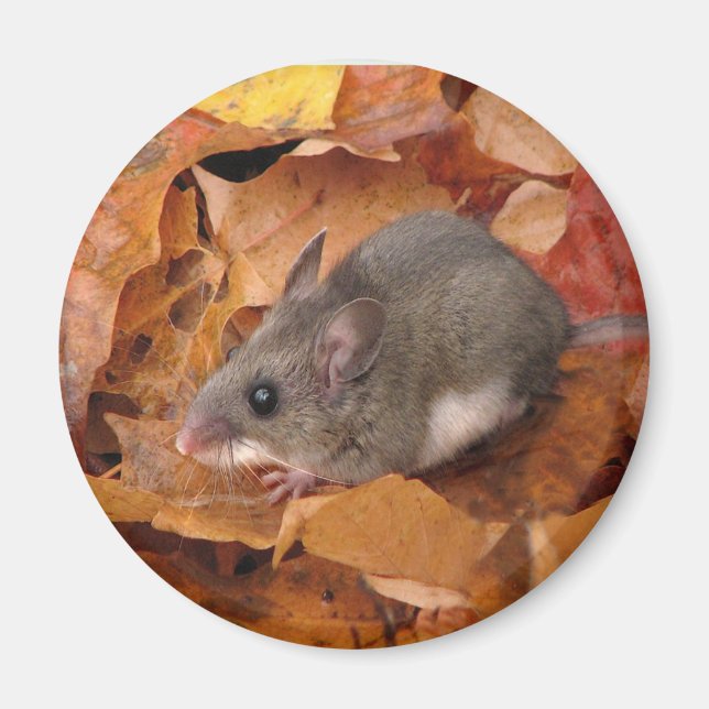 Deer mouse Magnet (Front)