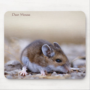 Deer Mouse on a Mousepad