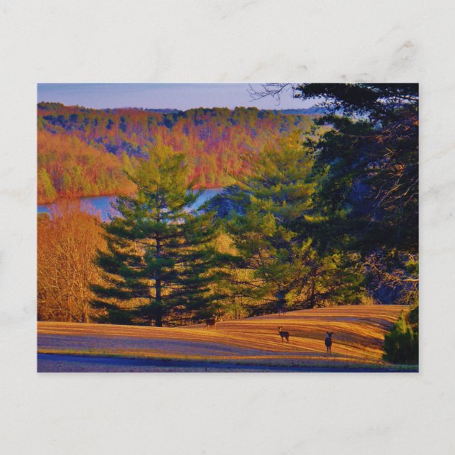 Deer & Mt. Lake Postcard (Front)