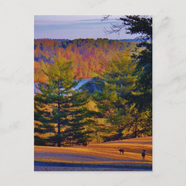 Deer & Mt. Lake Postcard (Front)