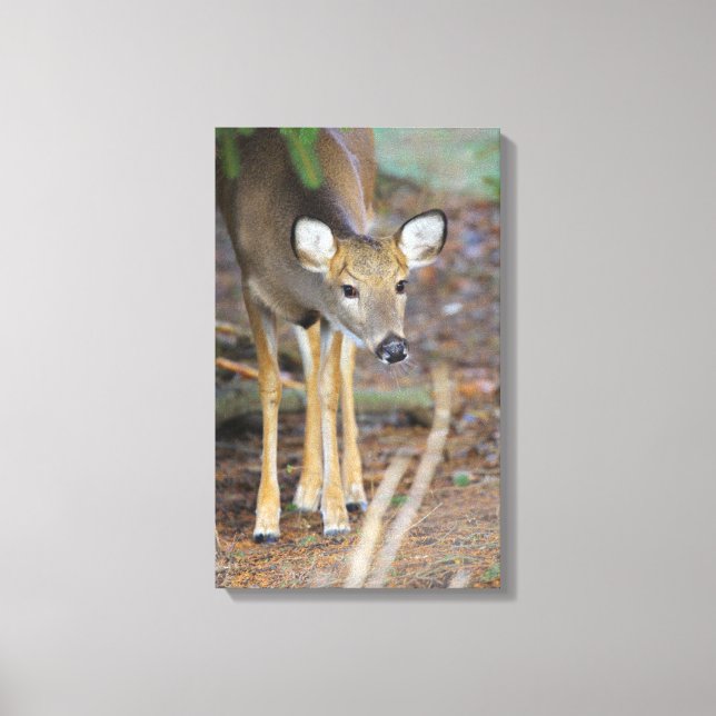 Deer, Ohio Canvas Print (Front)