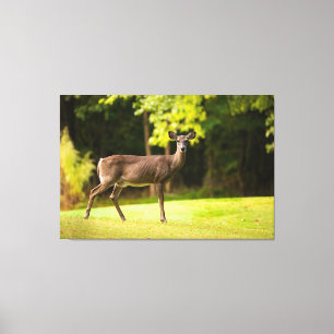 Deer on Golf Course Canvas Print
