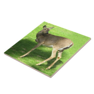 Deer on Grass 6x6 Tile