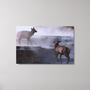 Deer on Rock Formation Canvas Print