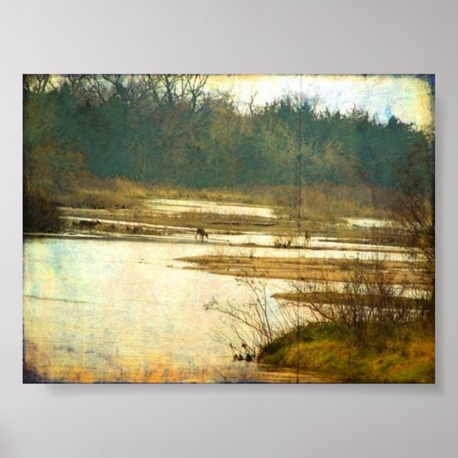Deer on the Platte River near Kearney, Nebraska Poster (Front)