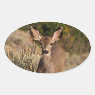 Deer Oval Sticker