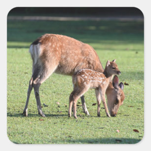Deer, Parent child, Morning Square Sticker
