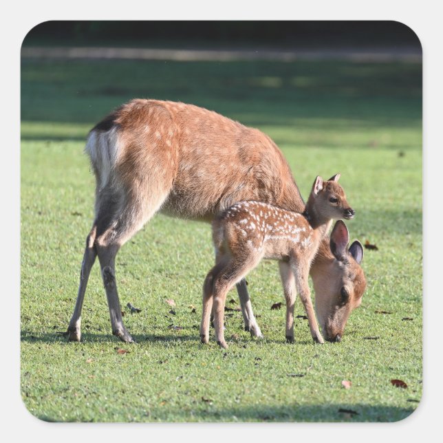 Deer, Parent child, Morning Square Sticker (Front)