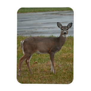Deer Photo Magnet