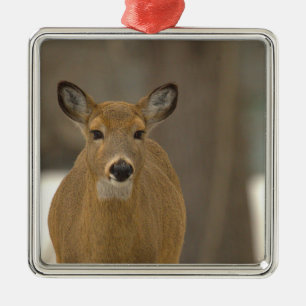 Deer Photo Ornament