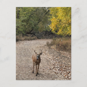 Deer Photo Postcard