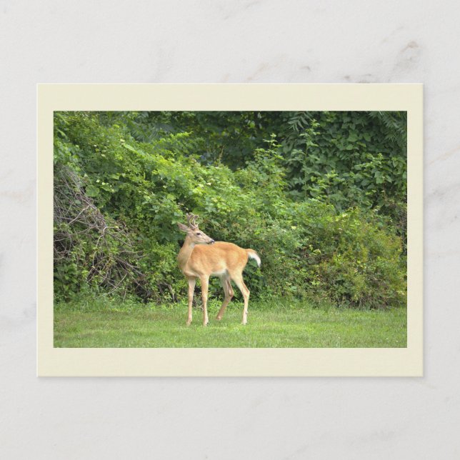 Deer Photo Postcard (Front)