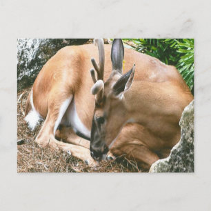 Deer Photo Postcard