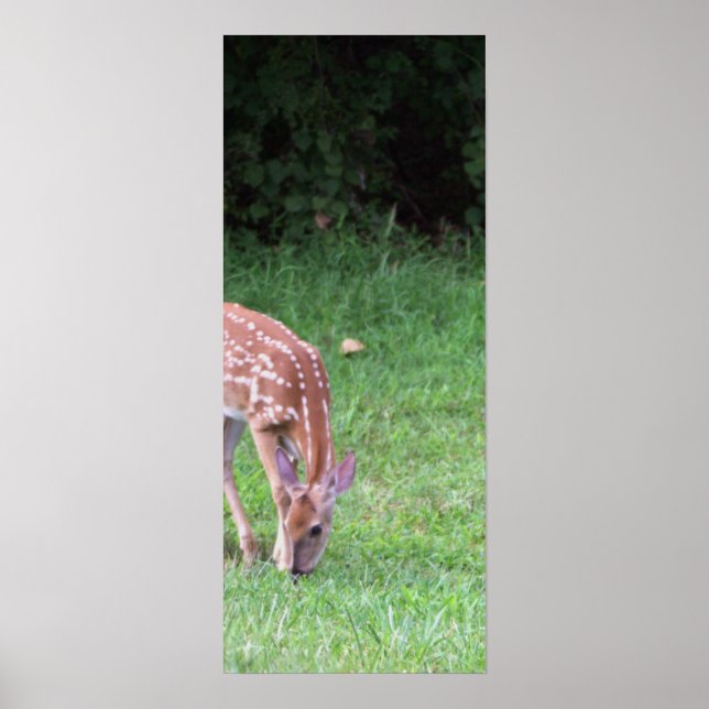 Deer Photo Poster (Front)