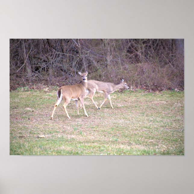 Deer Photo Poster (Front)