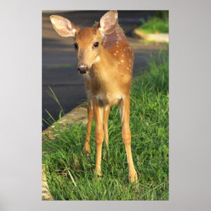 Deer Photo Poster