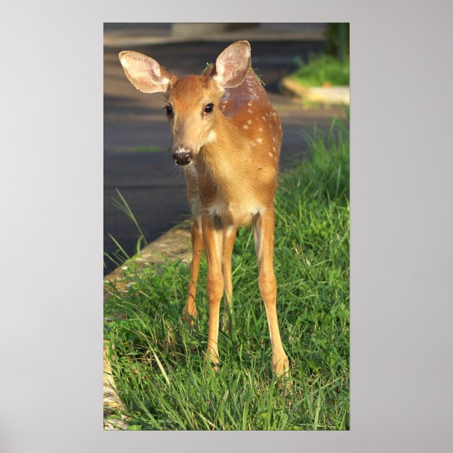 Deer Photo Poster (Front)