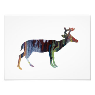 Deer Photo Print