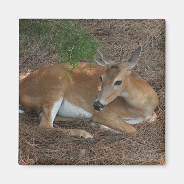 Deer Photo Square Magnet (Front)
