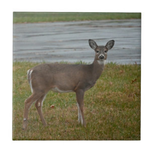 Deer Photo Tile