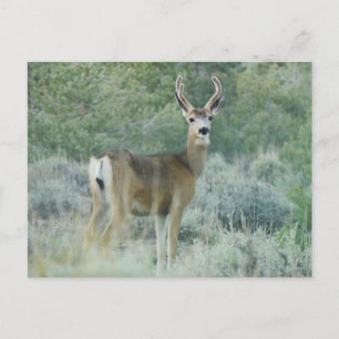 Deer Postcard
