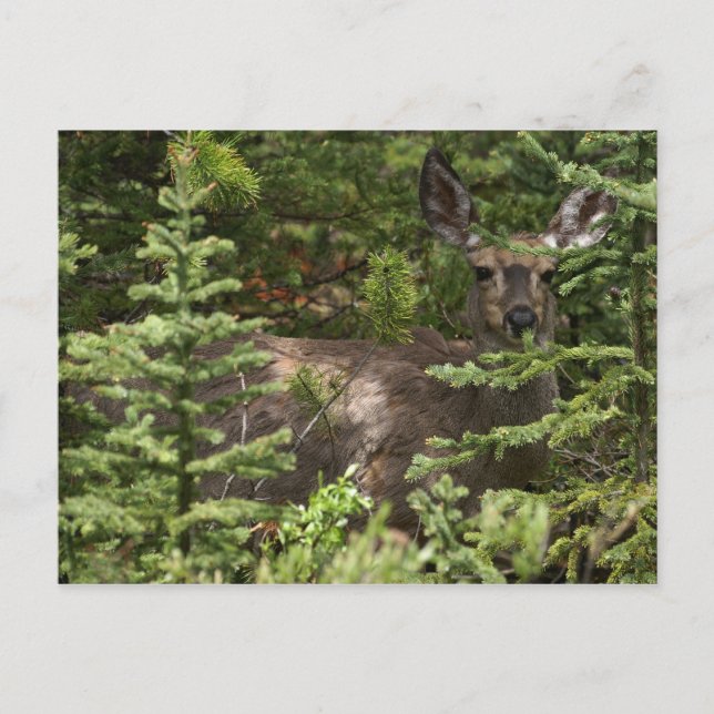 Deer Postcard (Front)