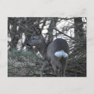 Deer Postcard