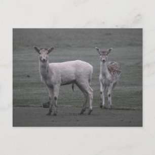 Deer Postcard