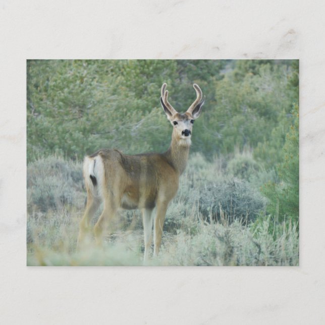 Deer Postcard (Front)