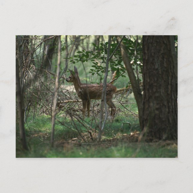 Deer Postcard (Front)