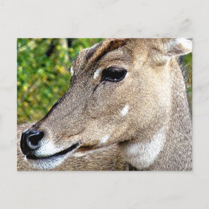 DEER POSTCARD