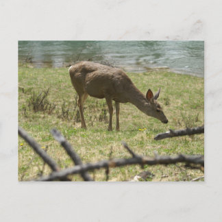 Deer Postcard