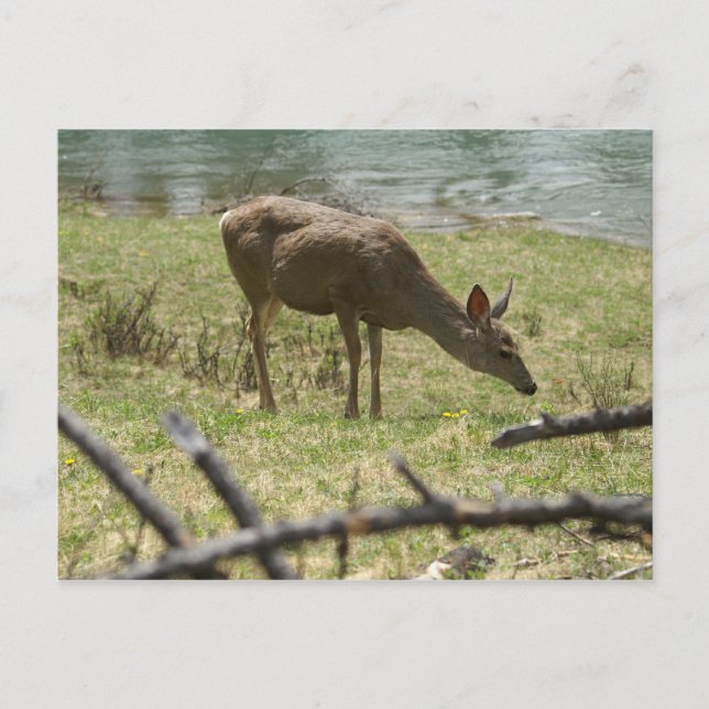 Deer Postcard (Front)