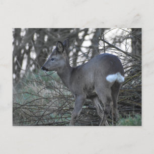 Deer postcard