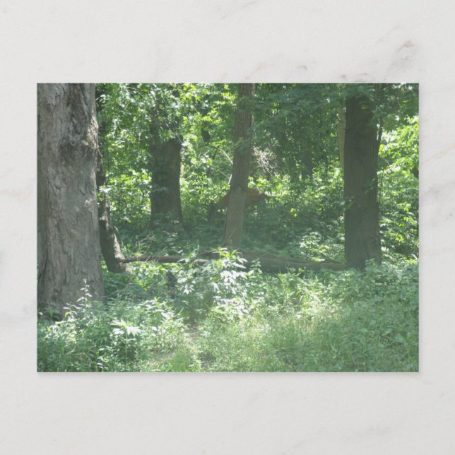 Deer Postcard (Front)