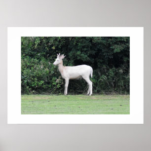 Deer Poster