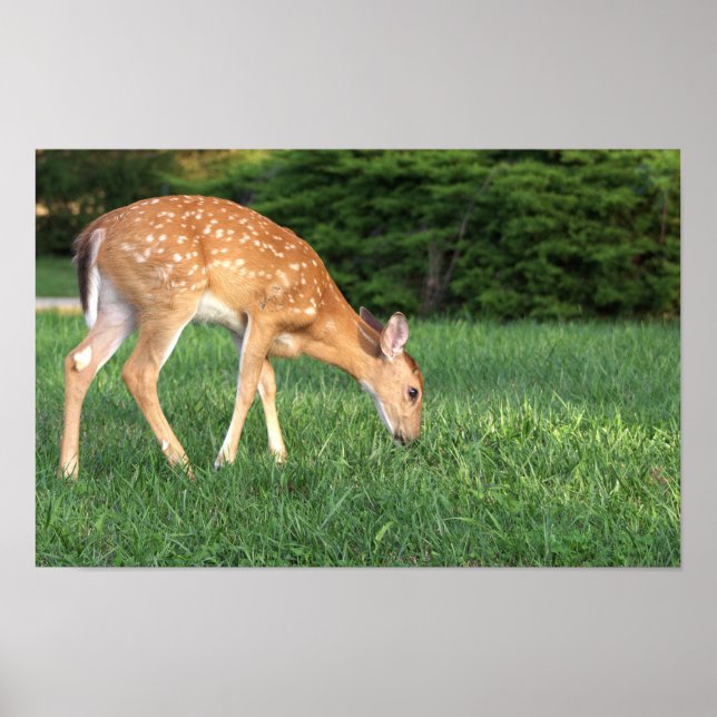 Deer Poster (Front)