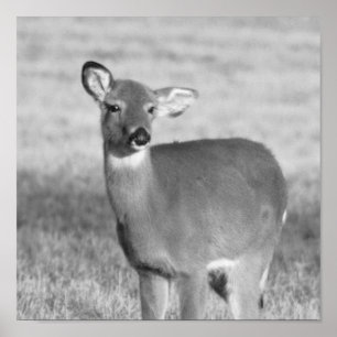 Deer Poster