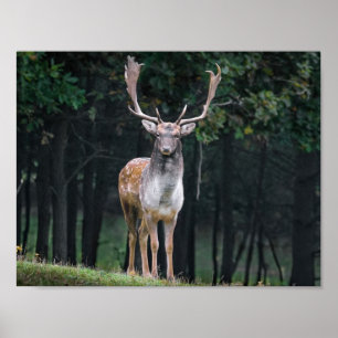 Deer Poster