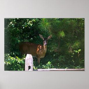 Deer,  poster
