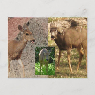 Deer Raspberries III Postcard